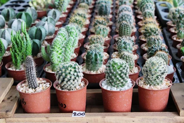 Belle petite le cactus dans le pot — Photo
