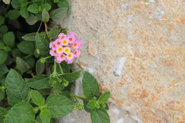 Beautiful bloom colorful flowers in the garden — Stock Photo, Image