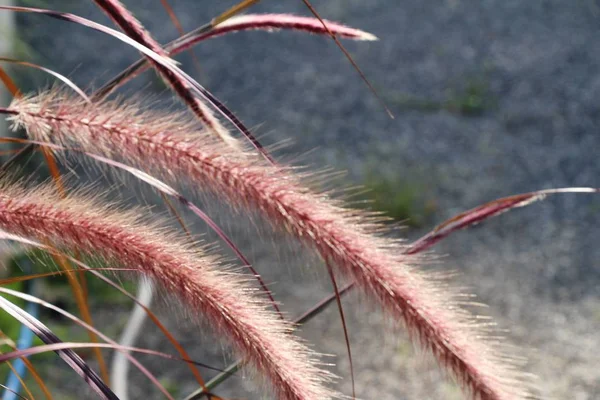 Gras bloemen in de natuur — Stockfoto