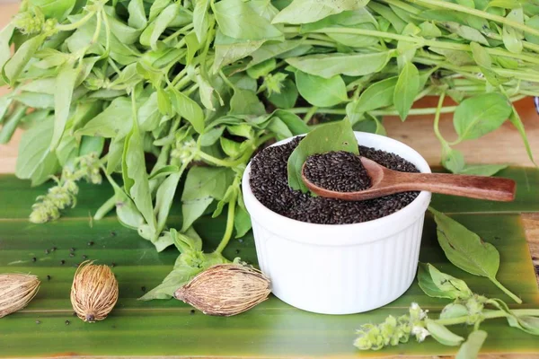 Sağlık ve fesleğen yaprakları için ham fesleğen tohumu