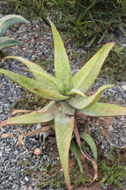 Güzel bahçe doğa ile kaktüs