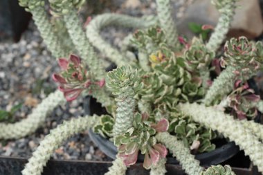 Güzel küçük doğada kaktüs