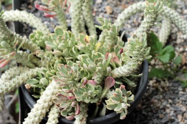 Güzel küçük doğada kaktüs