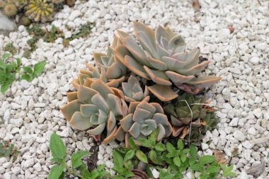 Güzel bahçe doğa ile kaktüs