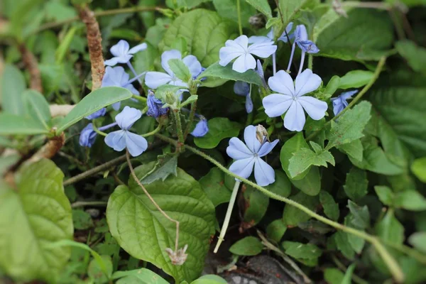 Vackra bloom färgglada blommor i trädgården — Stockfoto