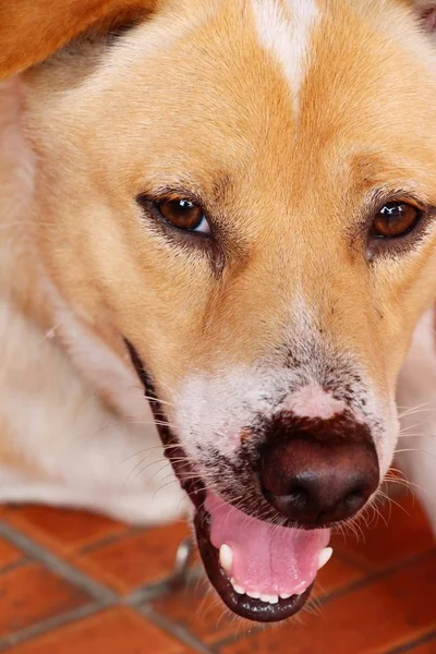Marrón perro lindo es mirando fijamente en suelo —  Fotos de Stock