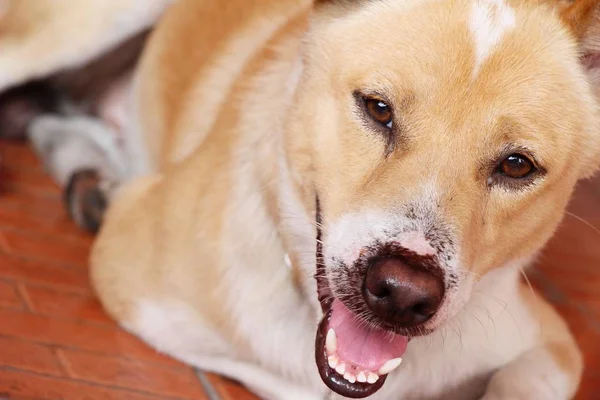 Marrón perro lindo es mirando fijamente en suelo —  Fotos de Stock