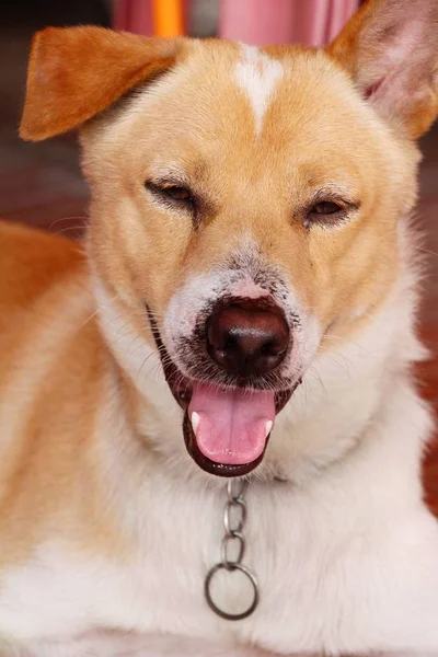 Hnědý pes roztomilý zíral na podlahu — Stock fotografie