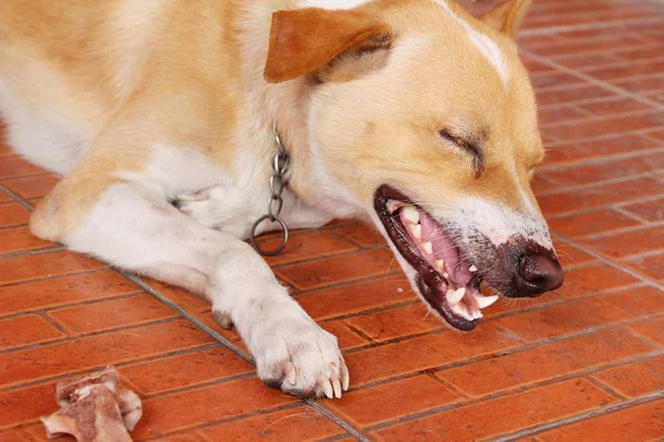 Kahverengi köpek şirin yere bakıyor — Stok fotoğraf