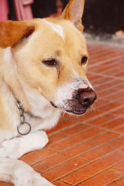 Brown chien mignon est fixé sur le sol — Photo