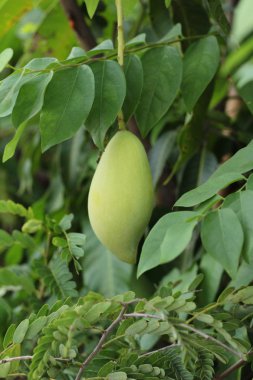 Ağaç doğa ile taze mango meyve