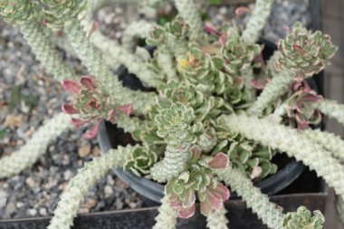 Güzel küçük doğada kaktüs