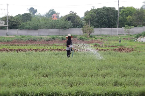 Садівники, які працюють, поливають на овочевих ділянках — стокове фото