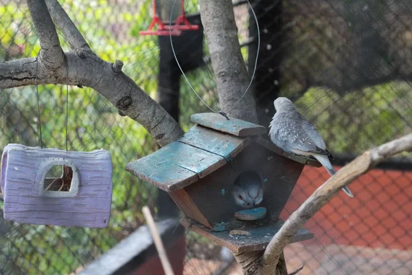 Uccelli nella gabbia con la natura — Foto Stock