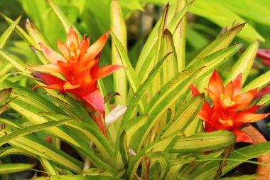 Ananas Çiçek bahçesinde