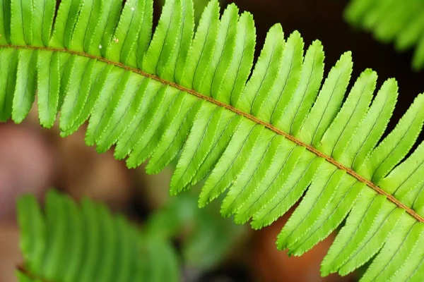 蕨类植物与大自然花园 — 图库照片