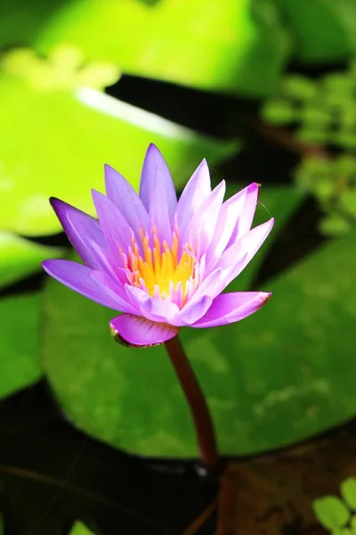 Paarse lotus in de vijver met de natuur — Stockfoto