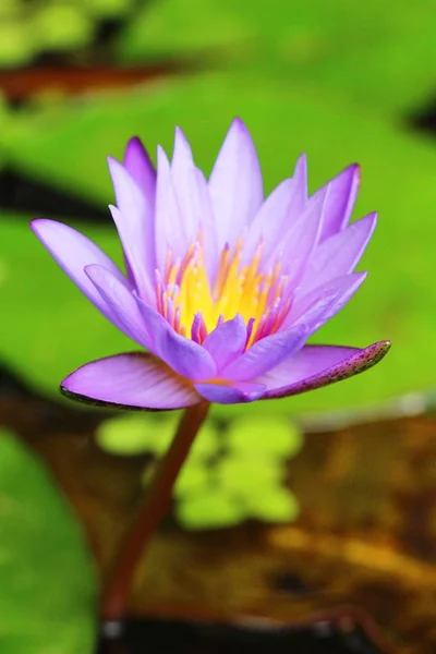 Paarse lotus in de vijver met de natuur — Stockfoto