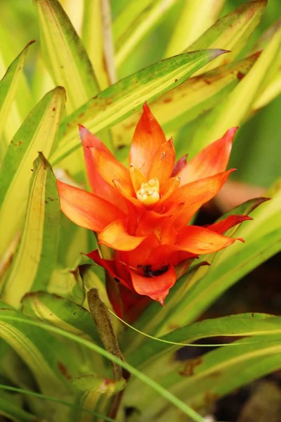 Pineapples flower in the garden — Stock Photo, Image