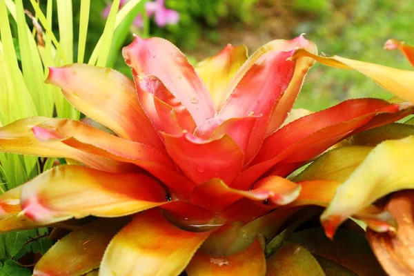 Pineapples flower in the garden — Stock Photo, Image