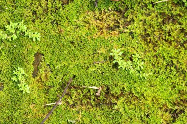 Yeşil yosun doğa ile rock katta