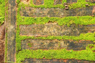 Yeşil yosun doğa ile rock katta