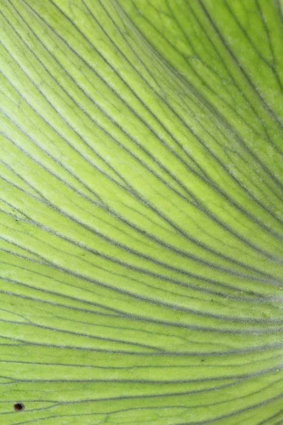 Fondo de hoja verde es belleza en la naturaleza —  Fotos de Stock