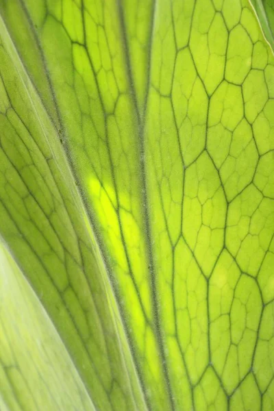 Latar belakang daun hijau adalah keindahan alam — Stok Foto