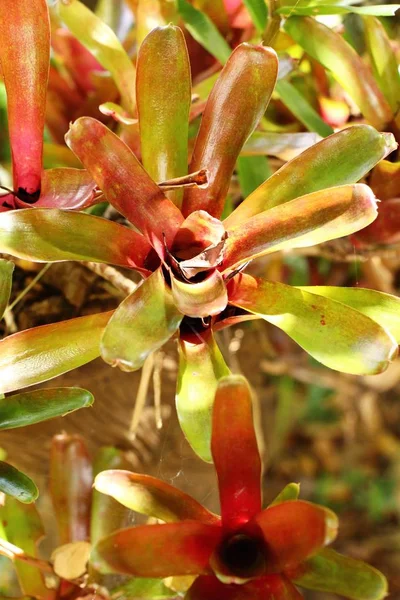 花园里的菠萝花 — 图库照片