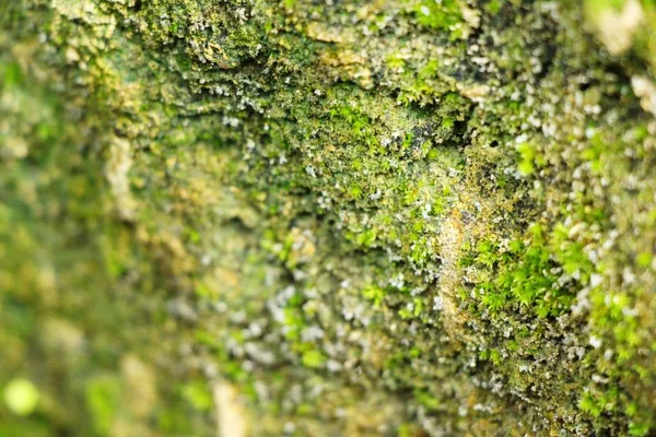 Πράσινο βρύα βράχο ορόφου με τη φύση — Φωτογραφία Αρχείου