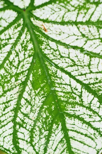 Tło zielony liść jest piękna w przyrodzie — Zdjęcie stockowe