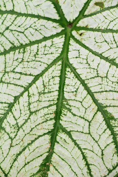 녹색 잎 배경 자연에 아름다움은 — 스톡 사진