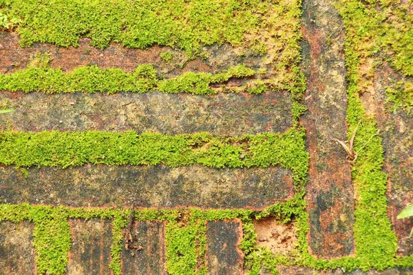 Зеленый мох на каменном полу с природой — стоковое фото