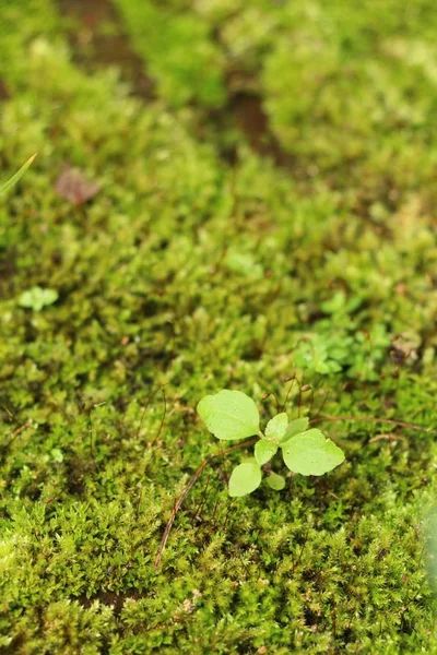 Zielony mech na piętrze rock z naturą — Zdjęcie stockowe