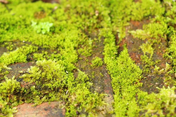 Mousse verte sur le sol rocheux avec la nature — Photo