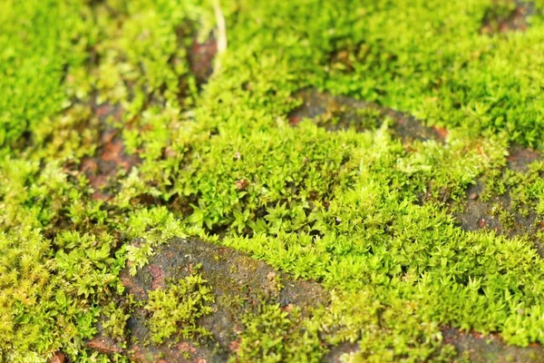 Yeşil yosun doğa ile rock katta — Stok fotoğraf