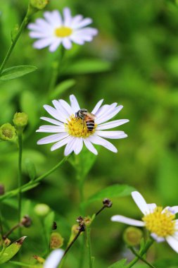 Mor çiçek bahçesinde güzelliktir