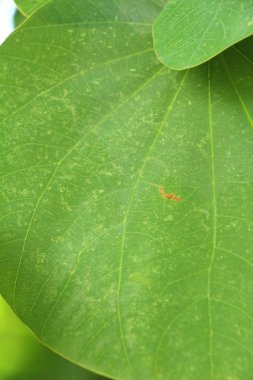 Yaprak yeşil arka plan doğa güzelliğidir