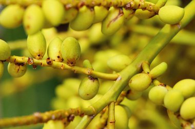 Ağaç doğa ile üzerinde tembul parm