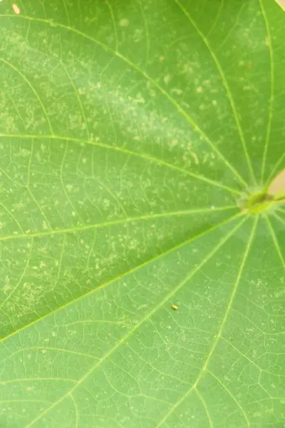 绿叶背景是自然的美 — 图库照片