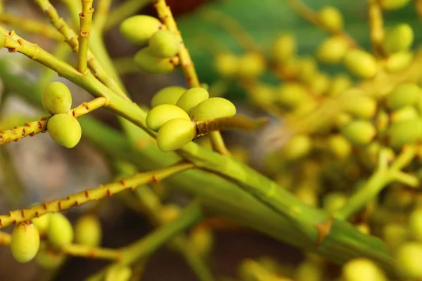 Betel parm am Baum mit der Natur — Stockfoto