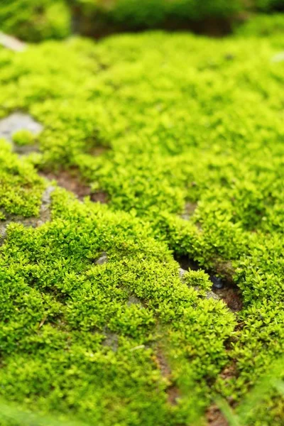 绿色的青苔上岩石底部与自然 — 图库照片