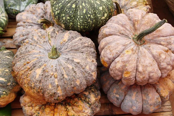 Citrouille fraîche pour cuisiner sur le marché — Photo