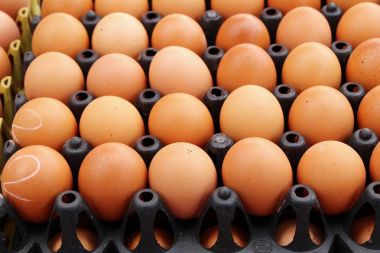 Yumurta pişirme için panelinde