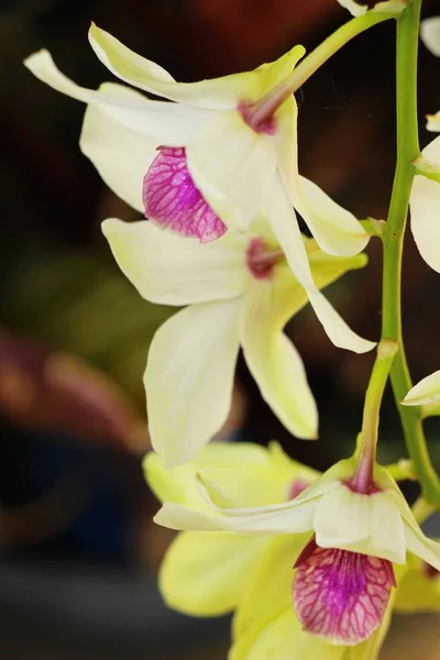 Orchidea in giardino con la natura — Foto Stock