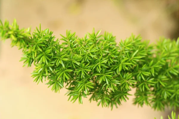Зелений лист в саду з природою — стокове фото
