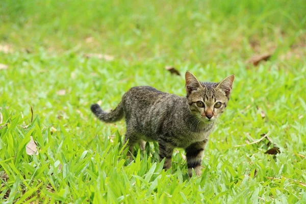 Cat is lovely are staring — Stock Photo, Image