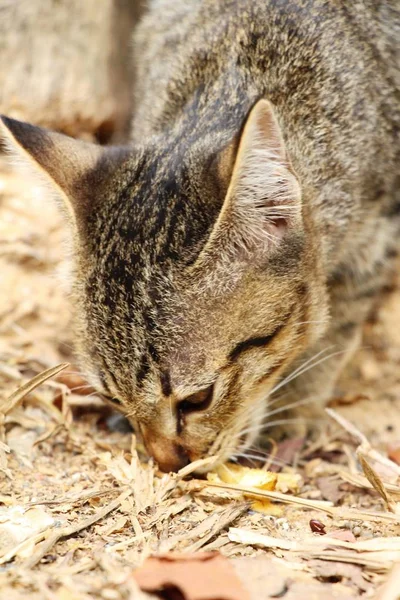 El gato es encantador están mirando — Foto de Stock