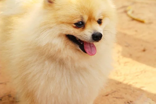 かわいいポメラニアンの犬は、します。 — ストック写真