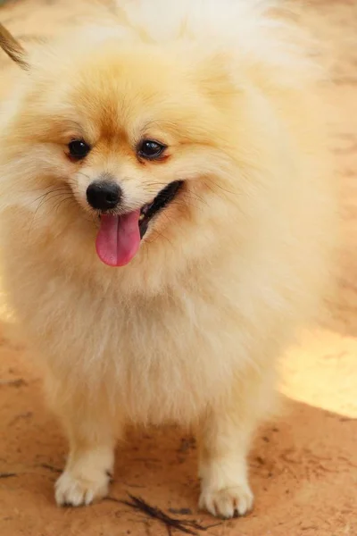 Cute is pomeranian dog — Stock Photo, Image